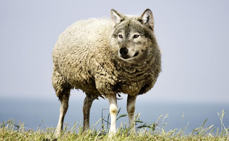“Criptomoeda do Facebook é um lobo vestido de ovelha”, diz co fundador da Ethereum